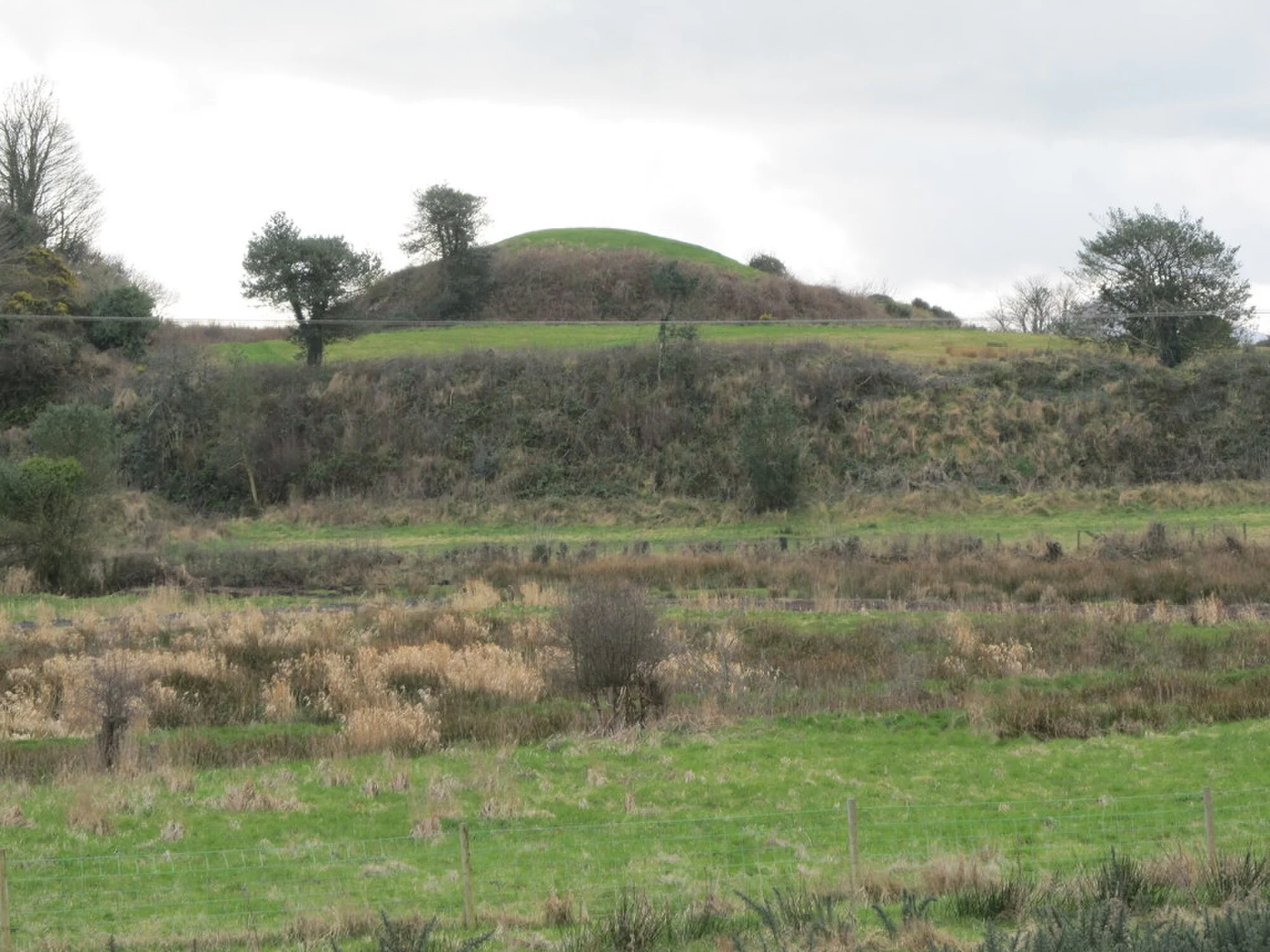 Vets in Downpatrick