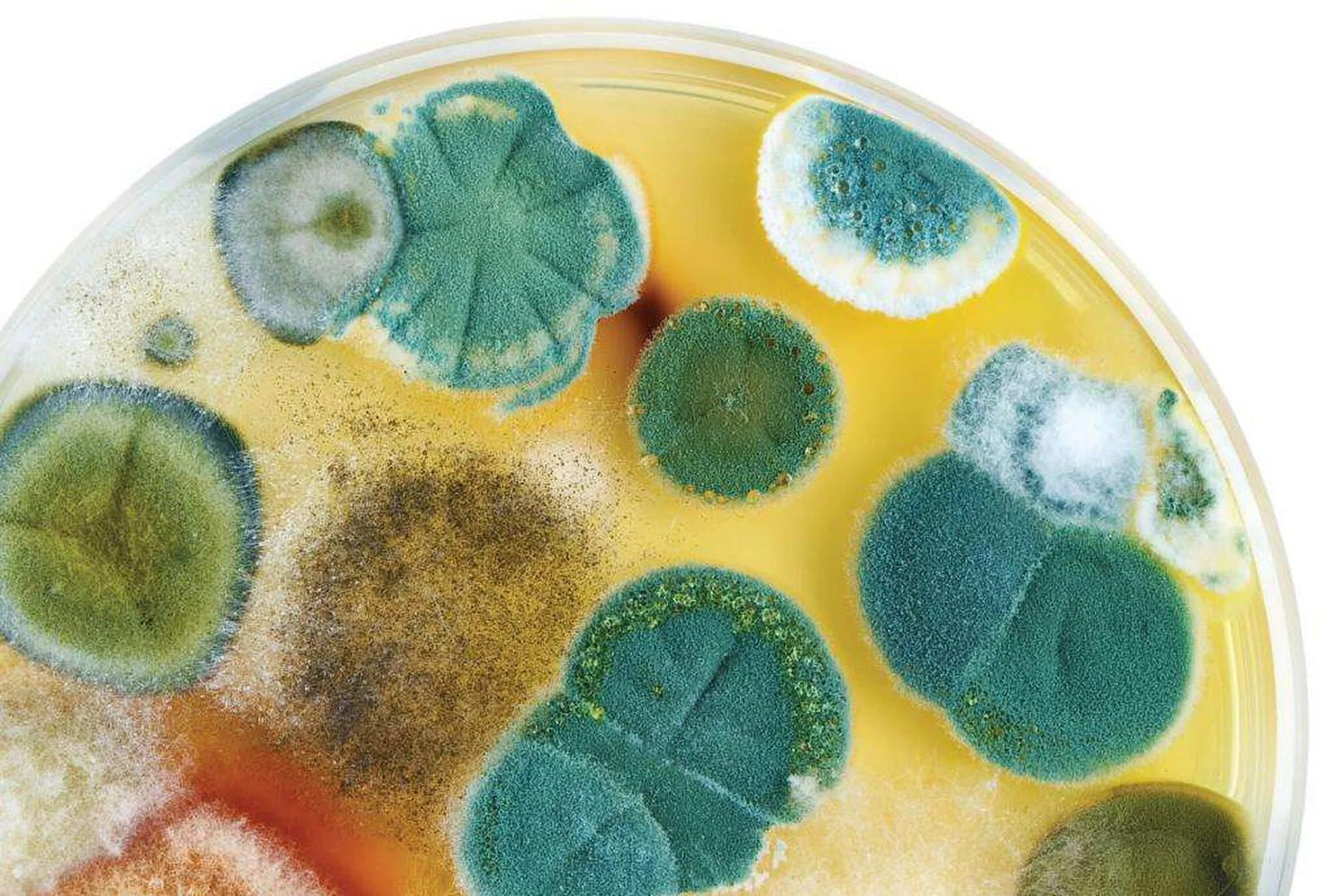 Vets in Mold