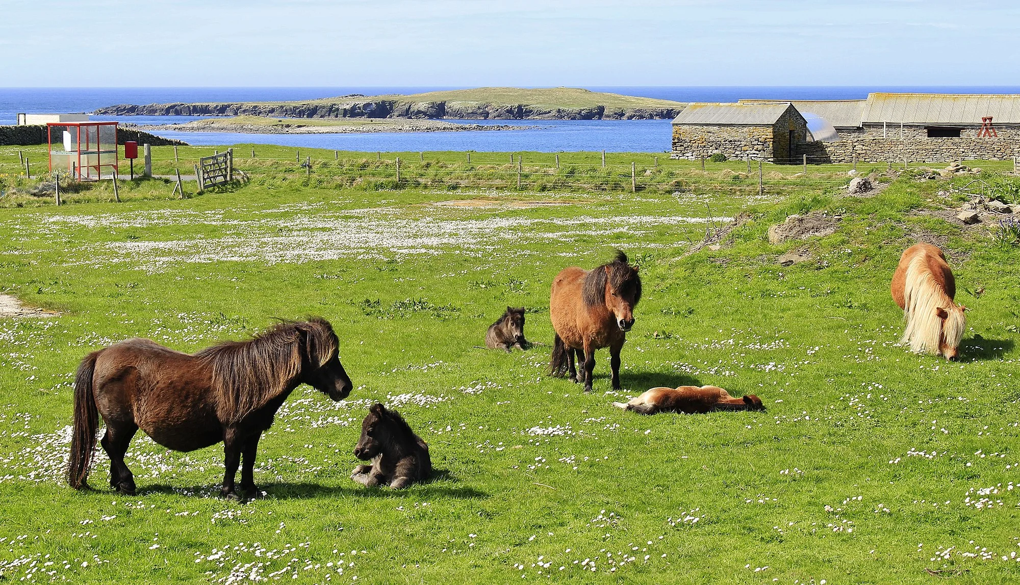 Vets in Shetland